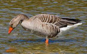 Greylag Goose