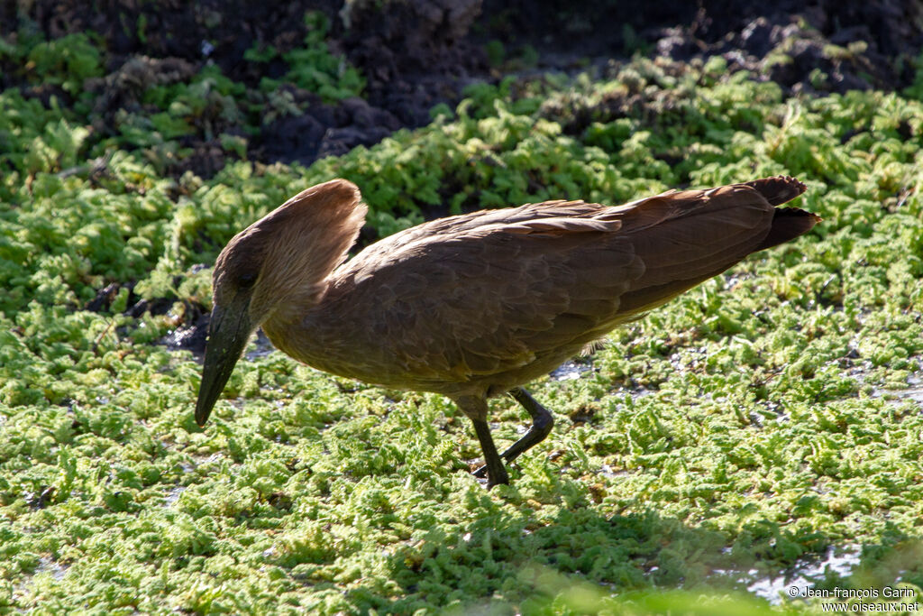 Hamerkop