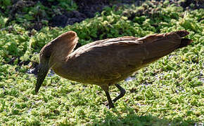 Hamerkop