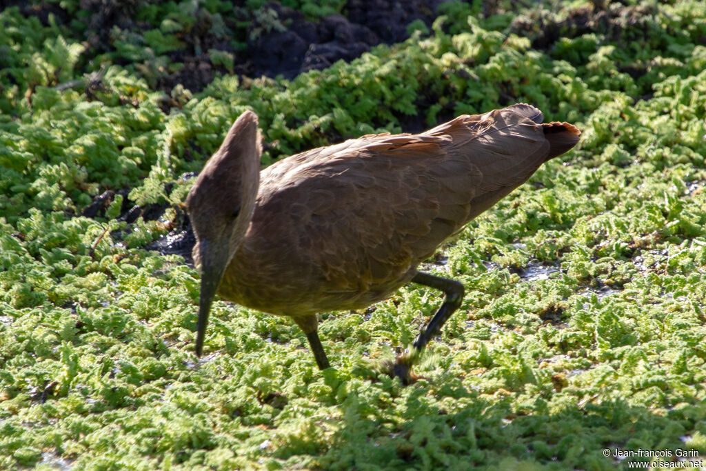 Hamerkop