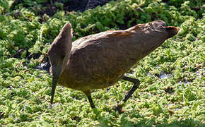 Hamerkop