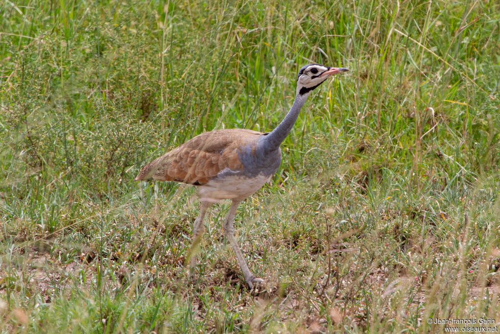 White-bellied Bustard