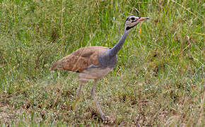 White-bellied Bustard