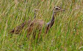 White-bellied Bustard