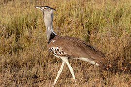 Kori Bustard