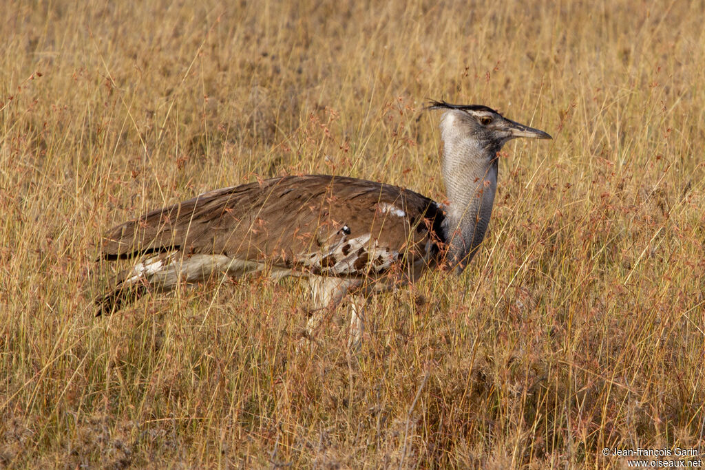 Kori Bustard