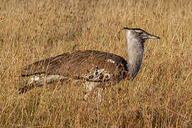 Kori Bustard