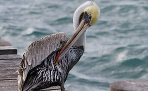 Brown Pelican