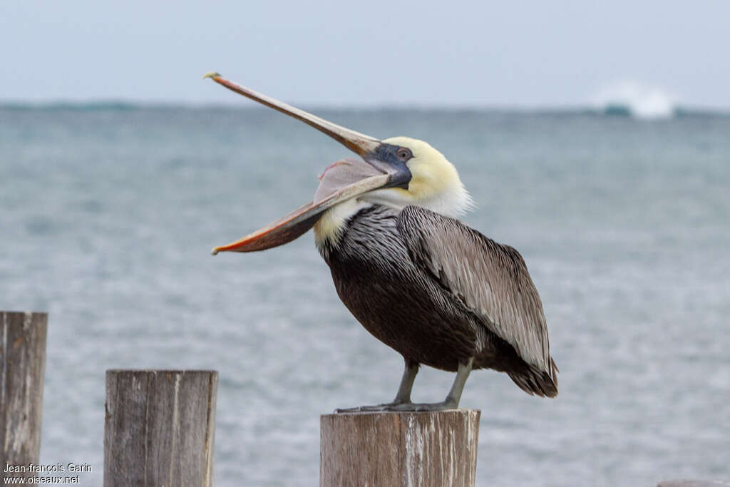 Brown Pelican, Behaviour