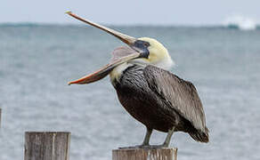 Brown Pelican