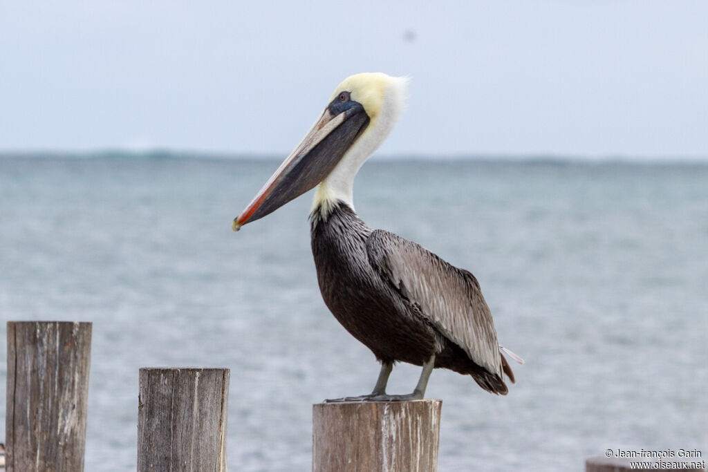 Brown Pelican