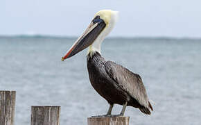 Brown Pelican