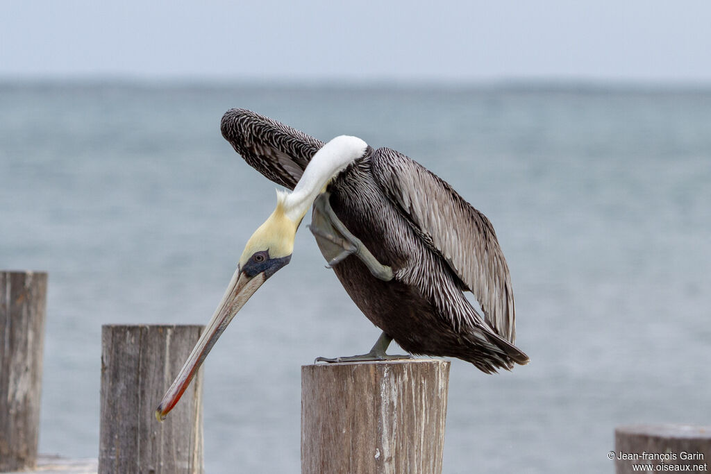 Brown Pelican