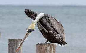 Brown Pelican