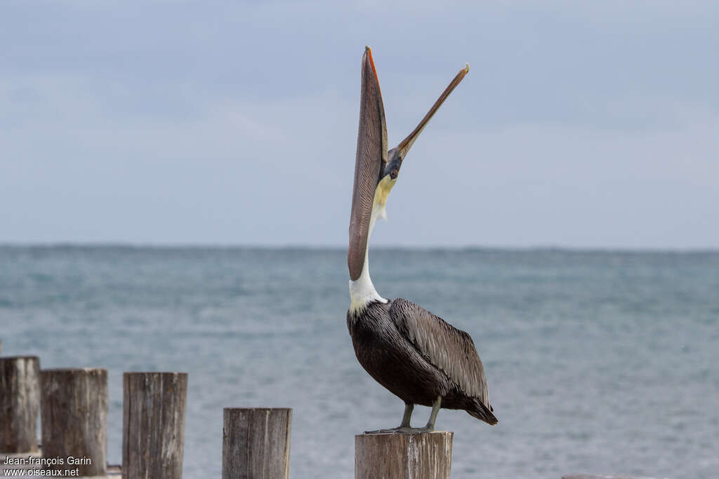 Brown Pelicanadult post breeding, Behaviour