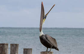 Brown Pelican