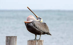 Brown Pelican