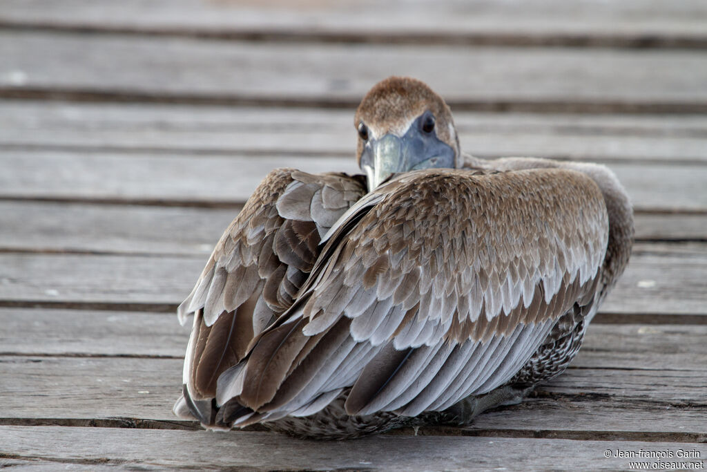 Brown Pelican