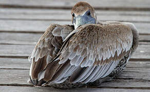 Brown Pelican