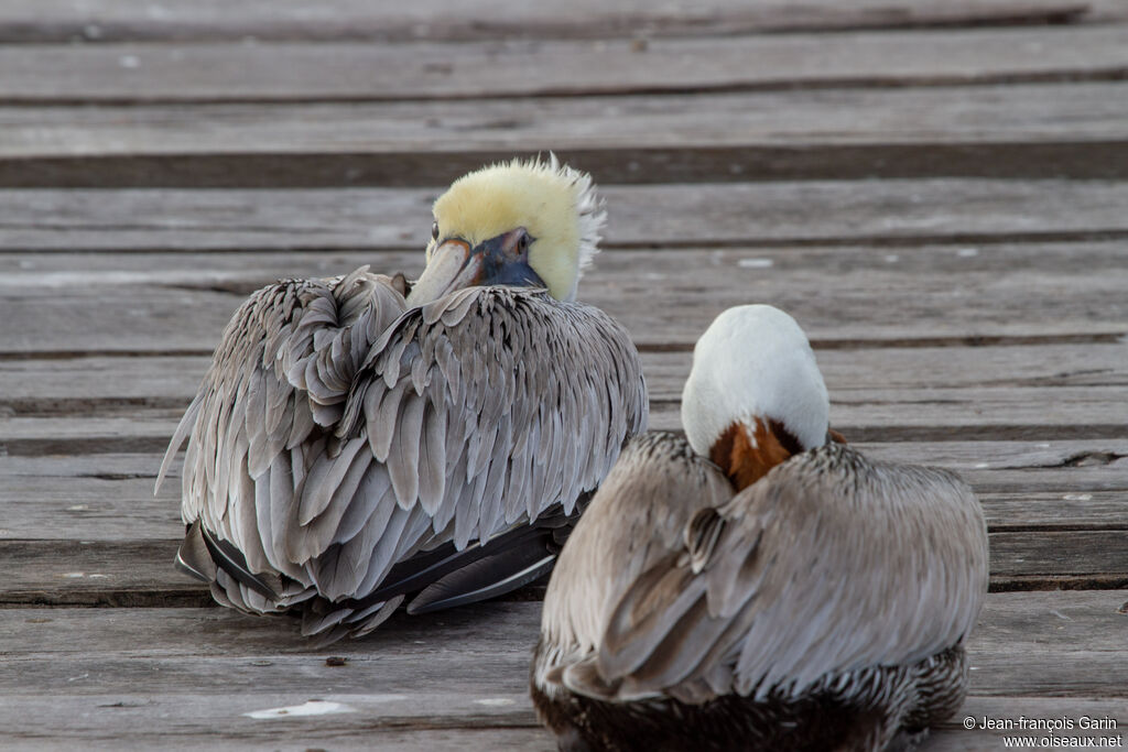 Brown Pelican