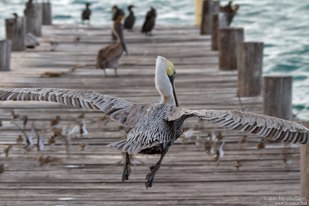 Brown Pelican