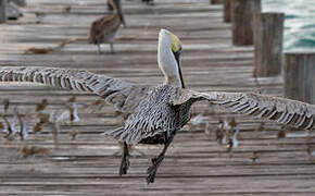 Brown Pelican