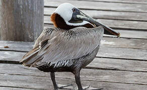 Brown Pelican