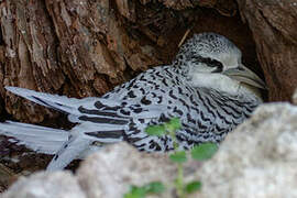 White-tailed Tropicbird