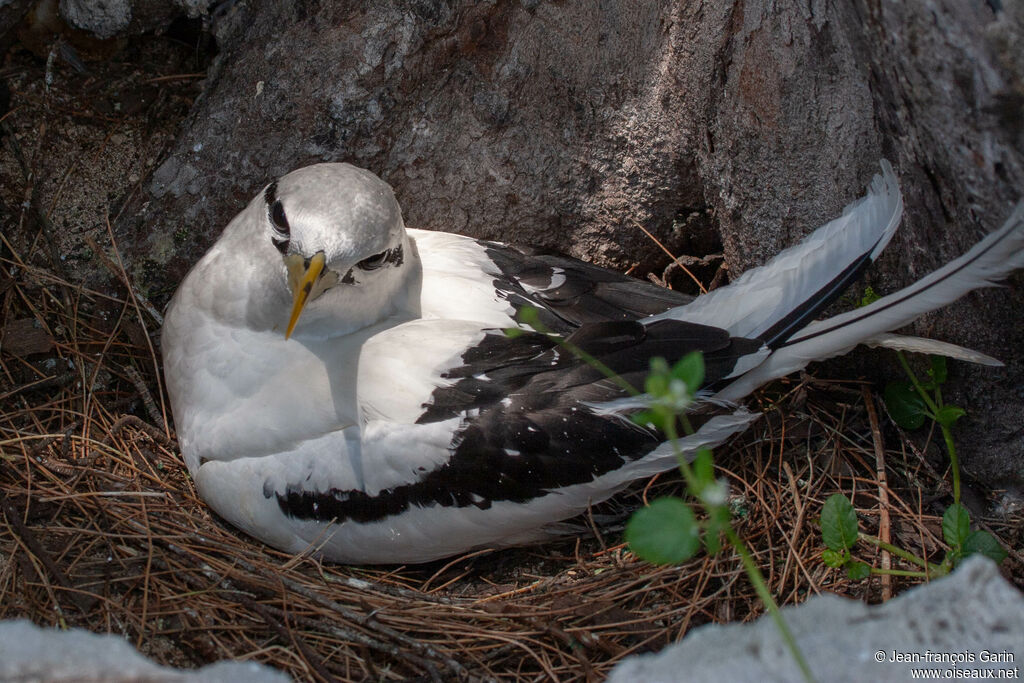 White-tailed Tropicbird