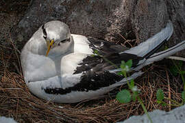 White-tailed Tropicbird