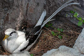 White-tailed Tropicbird