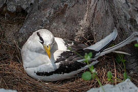 White-tailed Tropicbird