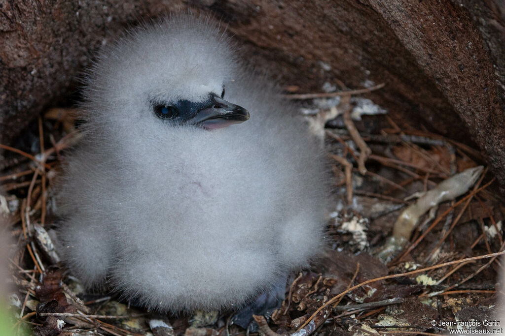 White-tailed TropicbirdPoussin