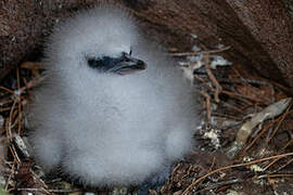 White-tailed Tropicbird