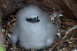 White-tailed Tropicbird