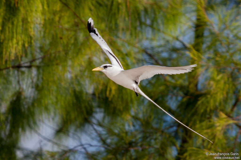 White-tailed Tropicbird