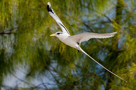 White-tailed Tropicbird