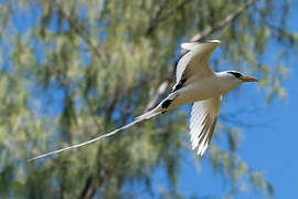 White-tailed Tropicbird