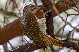 Nubian Woodpecker