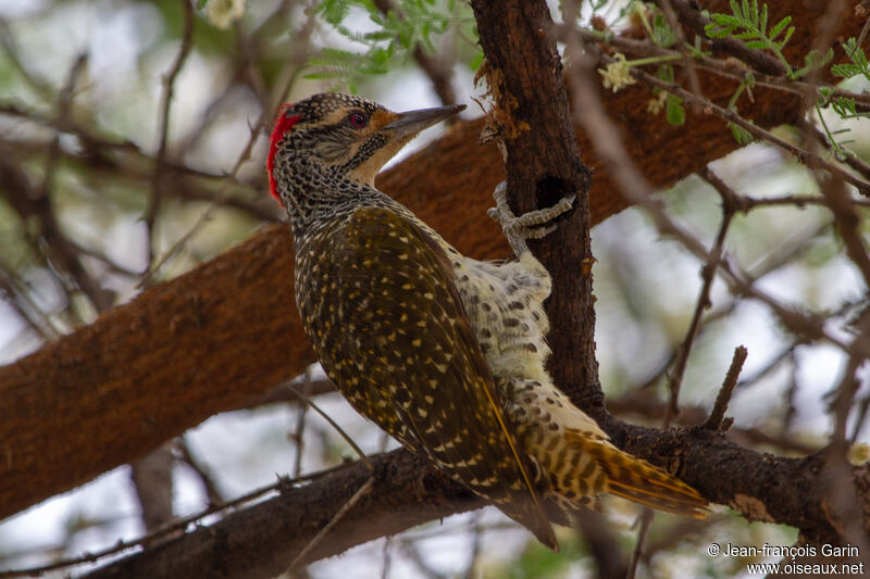 Nubian Woodpecker male