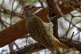 Nubian Woodpecker