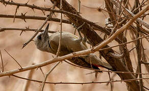 African Grey Woodpecker