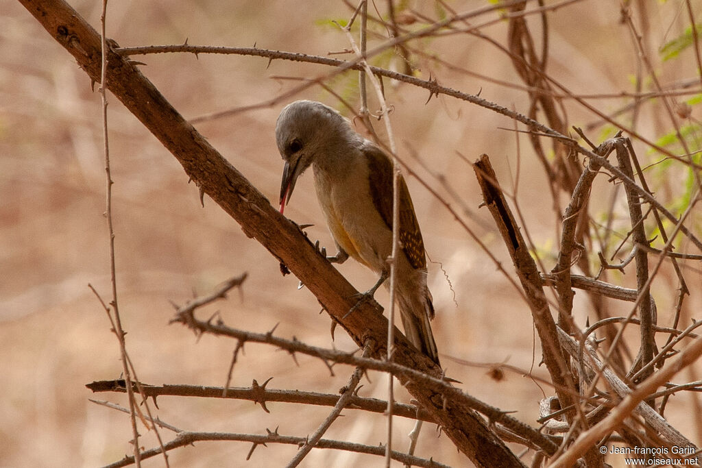 African Grey Woodpecker female