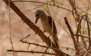 African Grey Woodpecker