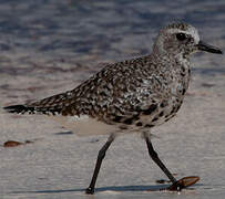 Grey Plover