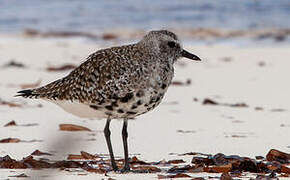 Grey Plover