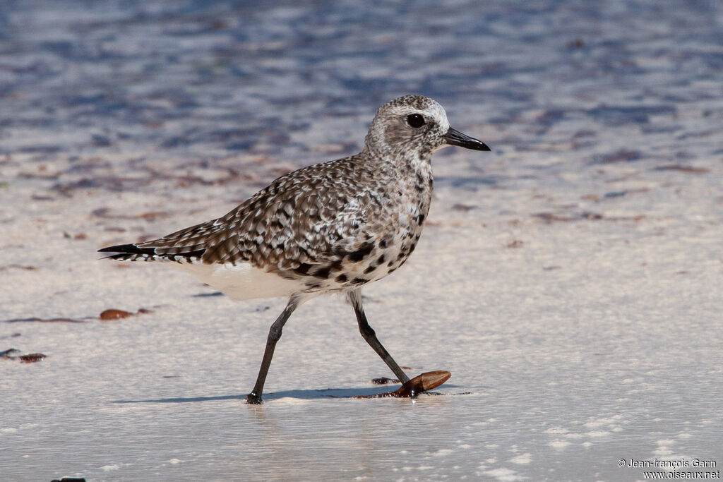 Grey Plover