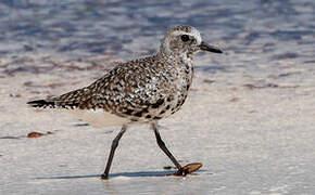 Grey Plover