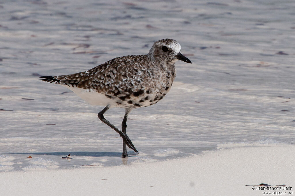 Grey Plover