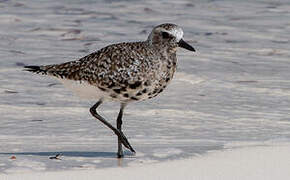 Grey Plover